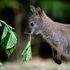 Where's wallaby? Zoo spots escaped animal sunbathing