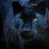 Police are responding to a report of a sighting of what is believed to be a black panther. File pic