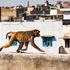 Man, 72, 'stoned to death by monkeys' in India
