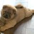 Puppy freed from police custody after biting officer