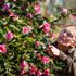 The Camellia 'Bow Bells' are larger and more prolific than usual at RHS Wisley