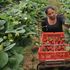 A seasonal worker from Romania picks strawberries at BR Brooks & Son farm in Faversham, south east England on June 29, 2018