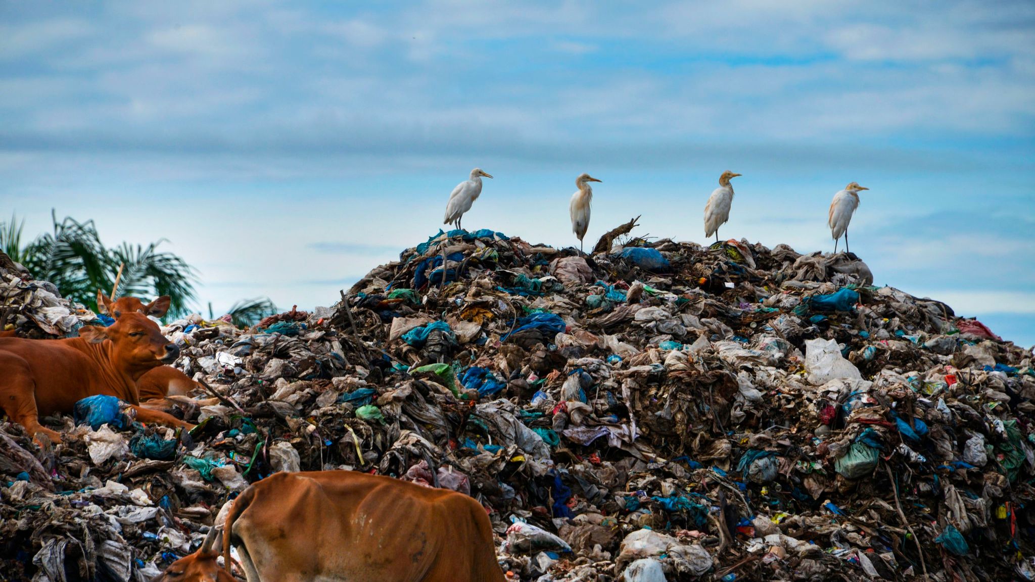 Свалка бытового мусора в Индии