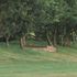 West Mercia Police said they received reports of bones being found in the village of Kempsey