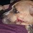 Fears for puppies taken in burglary after mother attacked with machete