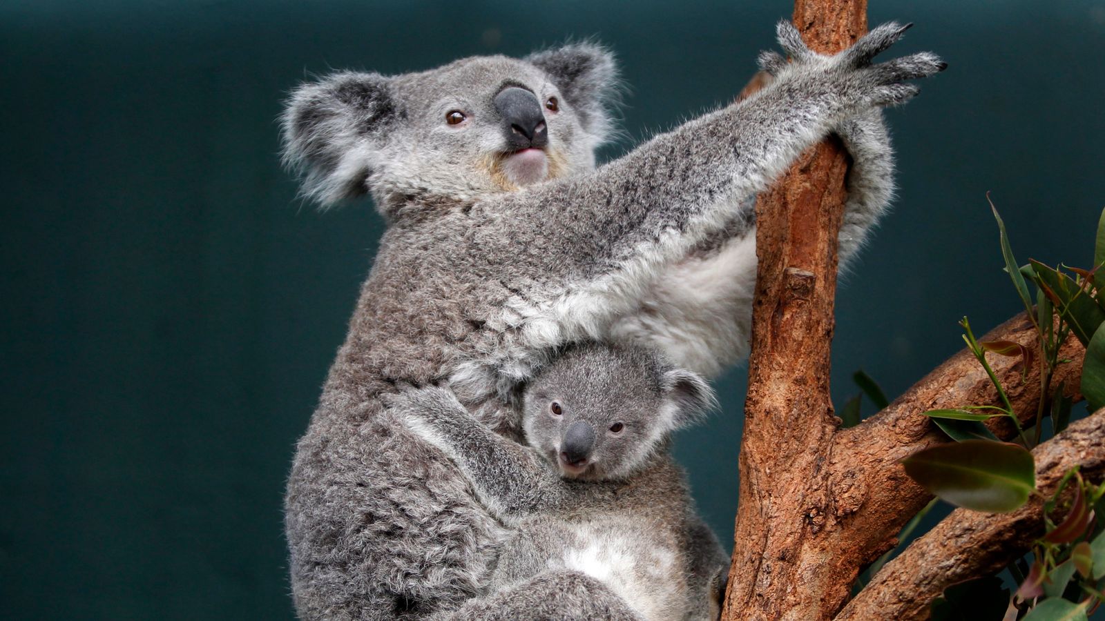коала с детенышем в сумке фото