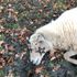 The sheep were slaughtered and sprayed with pentagrams. Pic: Solent News