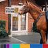 Horsing around outside a polling station. Pic: Wiltshire Council