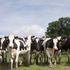 Bovine TB devastates the beef and dairy industries