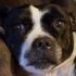 Hollie (R) was taken away from her owner's garden and killed. Pic: RSPCA