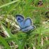 It is the largest reintroduction of the rare butterfly that was once extinct in Britain