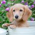 Dachshund puppies went up the most, by 89%