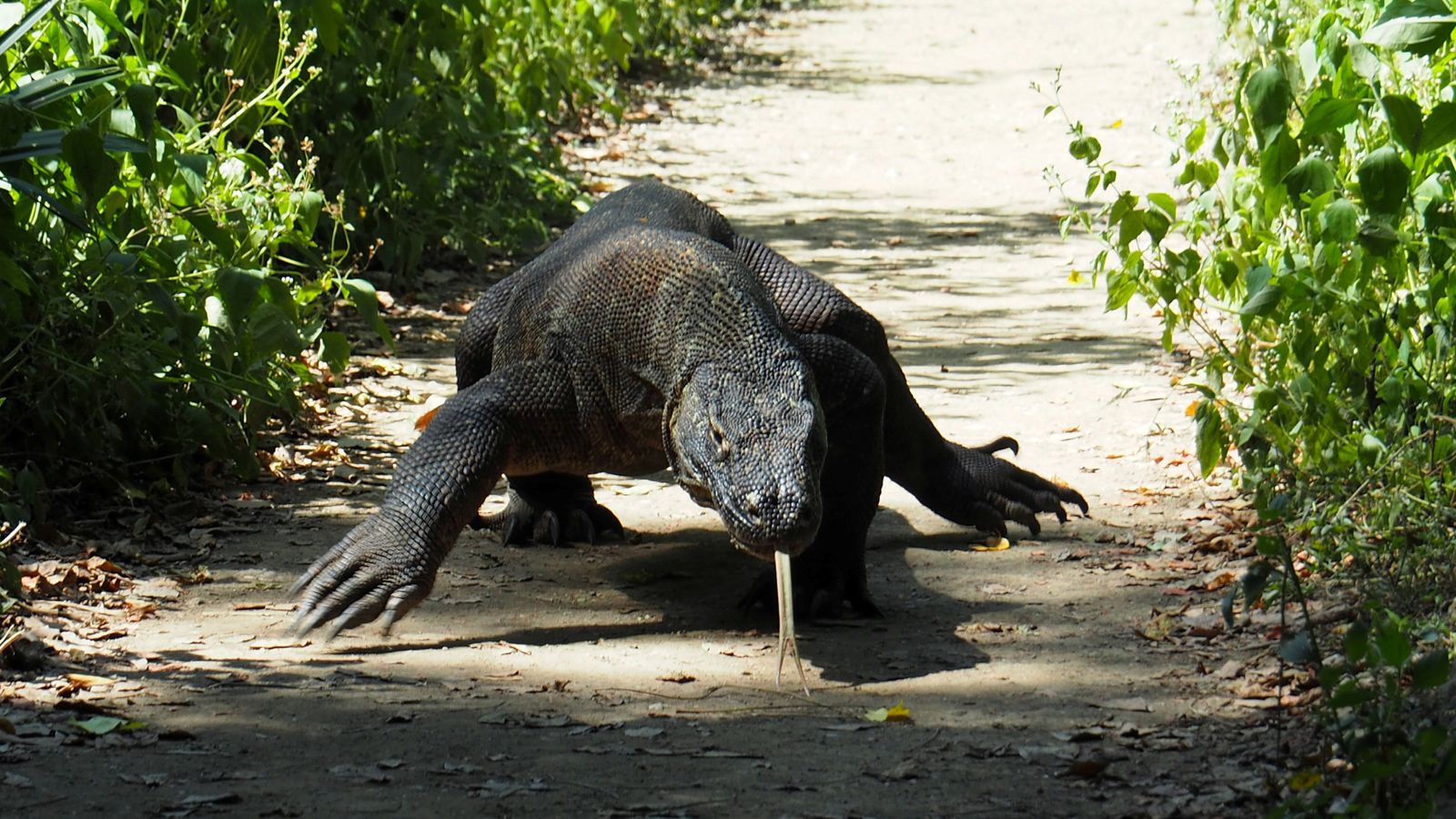 'Jurassic Park' project poses no threat to Komodo dragons, says Indonesia - 'Jurassic Park' project poses no threat to Komodo dragons, says Indonesia