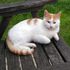 Suzi Kowalski's cat Spot