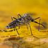 Malaria is a mosquito-borne infectious disease that affects humans and other animals