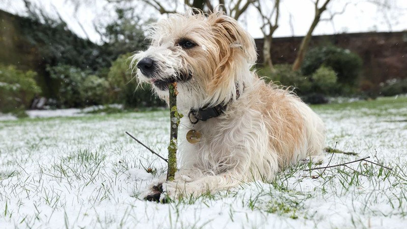 Boris Johnson reveals 'romantic urges' of Downing St dog - with Dilyn liking 'people's legs' - Breaking News Boris Johnson reveals 'romantic urges' of Downing St dog - with Dilyn liking 'people's legs'