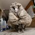 Overgrown sheep loses 35kg of fleece in much-needed trip to the baaarbers