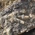 Dinosaur footprint found on Yorkshire beach made by a 'Jurassic giant'