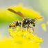 الدبابير "يمكن أن تكون بنفس قيمة النحل إذا أعطيناها الفرصة" | أخبار المملكة المتحدة