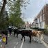 Lads' day out! Seven bullocks take over town after escaping from field