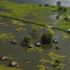 Cattle replaced by fish as South Sudan reels from two years of devastating floods