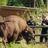 UK's first ever bison rangers chosen from over 1,000 applicants