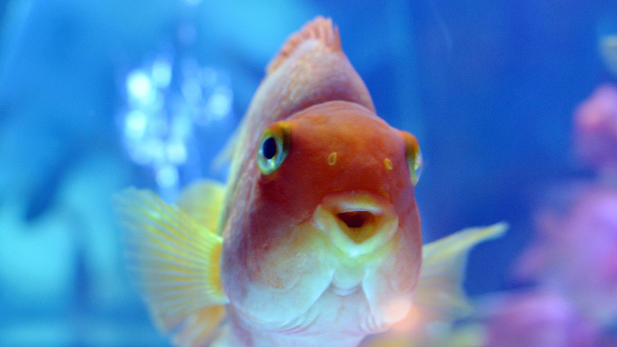 Goldfish Turn To Alcohol To Get Through Winter In Icy Ponds