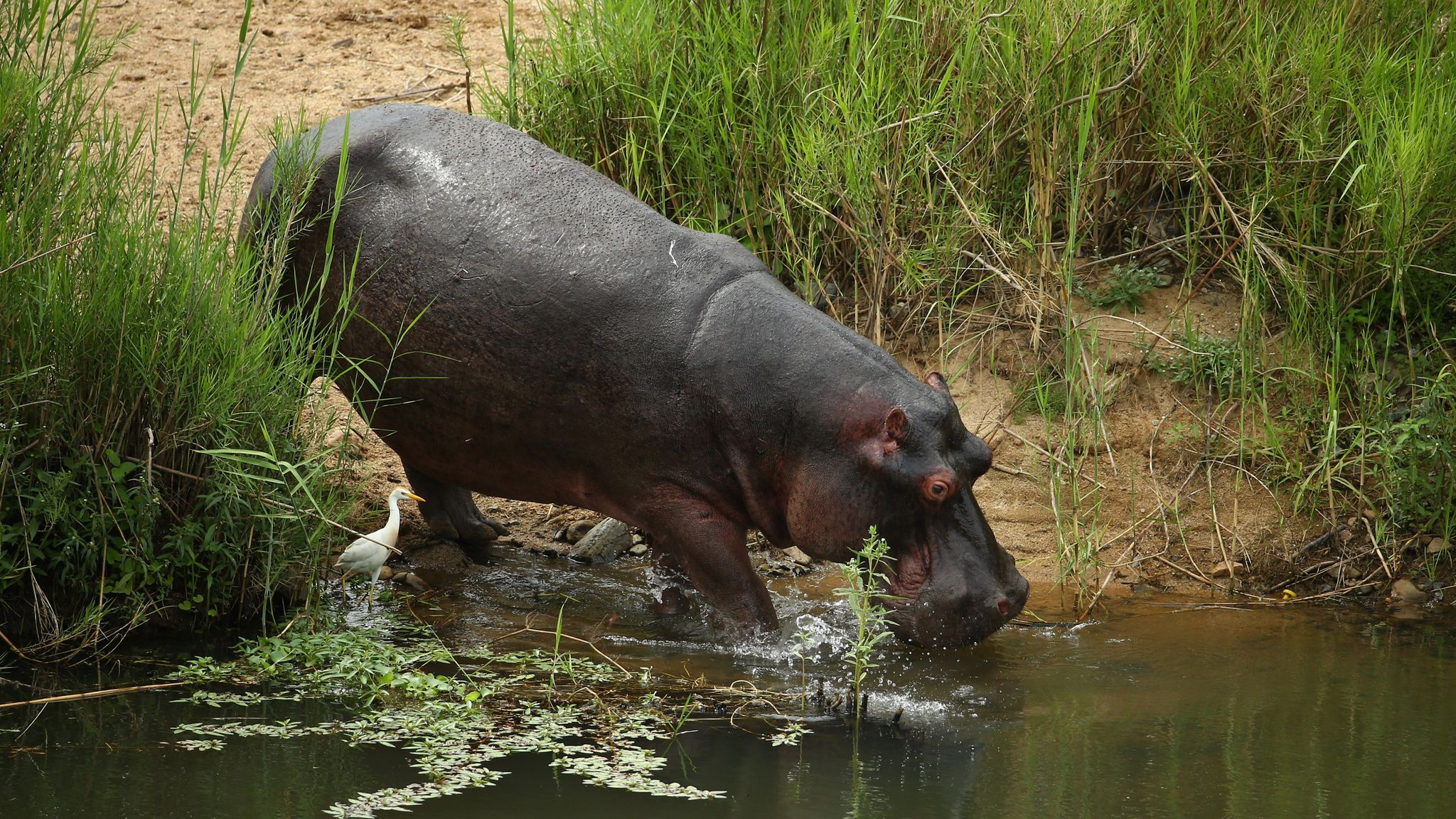 hippopotamus attack