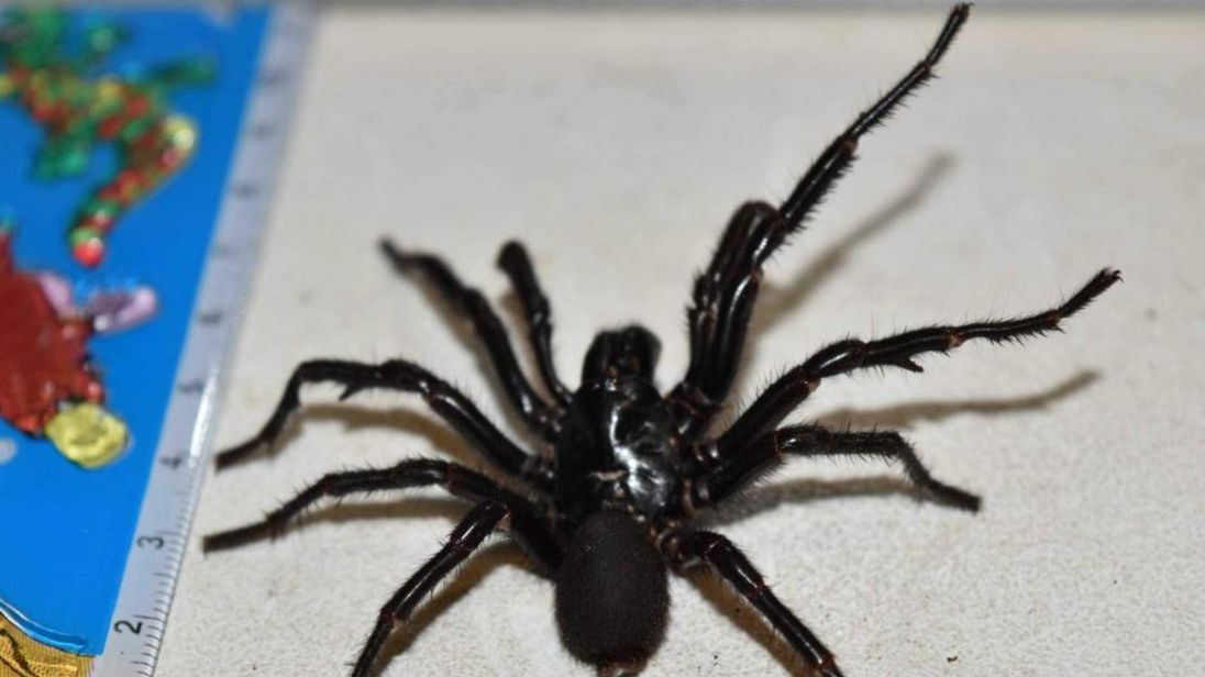 Big Boy\' Funnel-Web Spider Caught For Milking Big Boy\' Funnel-Web Spider Caught For Milking