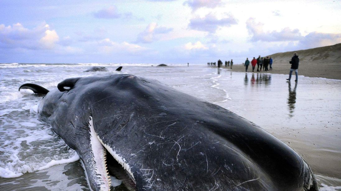 Northern Lights linked to whales stranding in UK