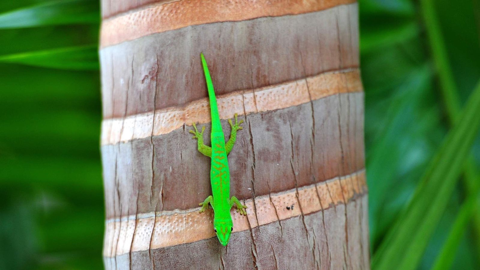 Handheld Pads Let You Climb Walls Like Gecko Science & Tech News