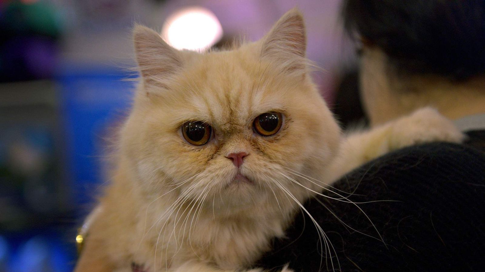 Kitty Ripper £5K Reward Offered For Croydon 'Cat Ripper' | UK News | Sky News
