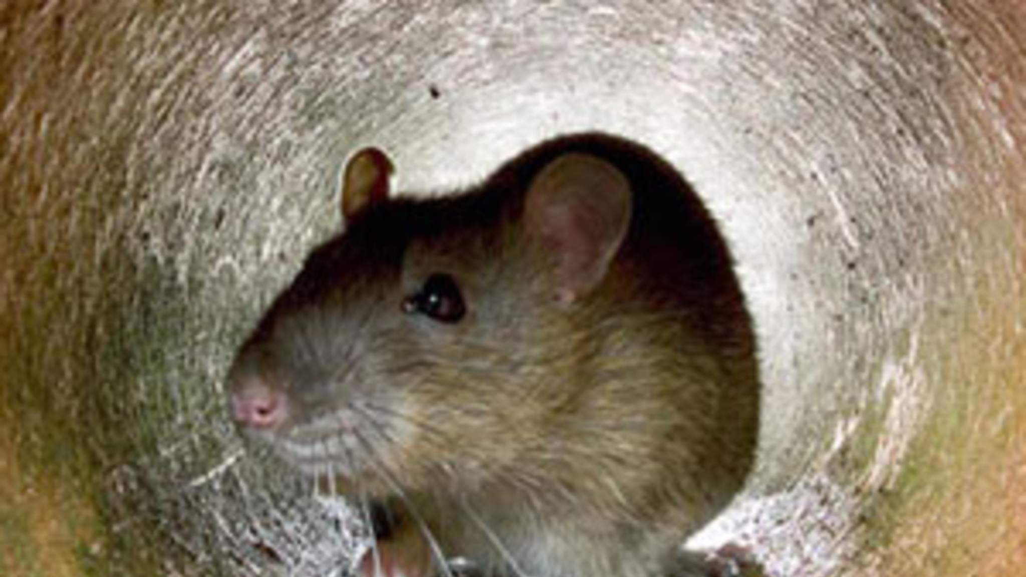 Coronavirus: Reports Of Rat And Mouse Infestations Rocket During ...