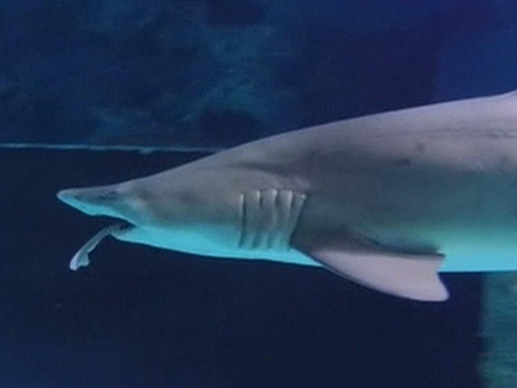 Watch Shark Eats In Aquarium The Unfolded At An Aquarium In South Korea