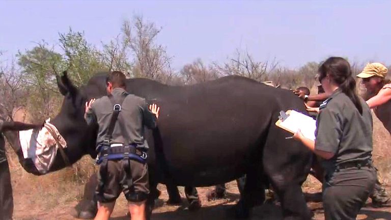 South Africa Reveals Rhino Poaching Figures World News Sky News 8139