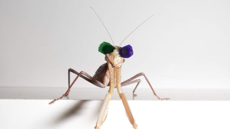 A praying mantis wearing green and purple glasses