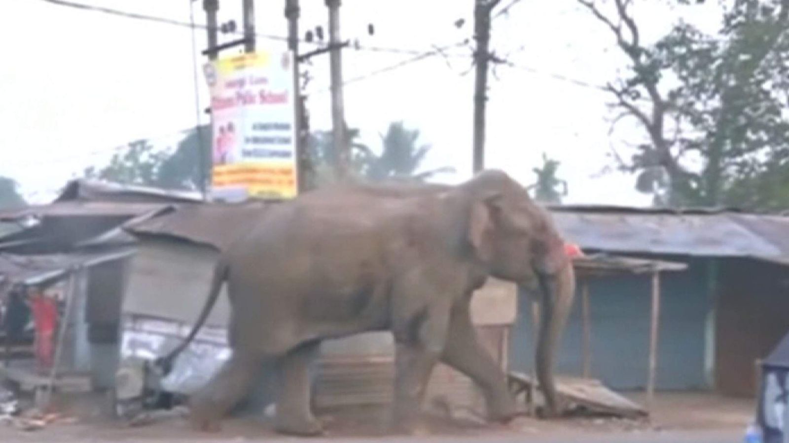 Elephant go go