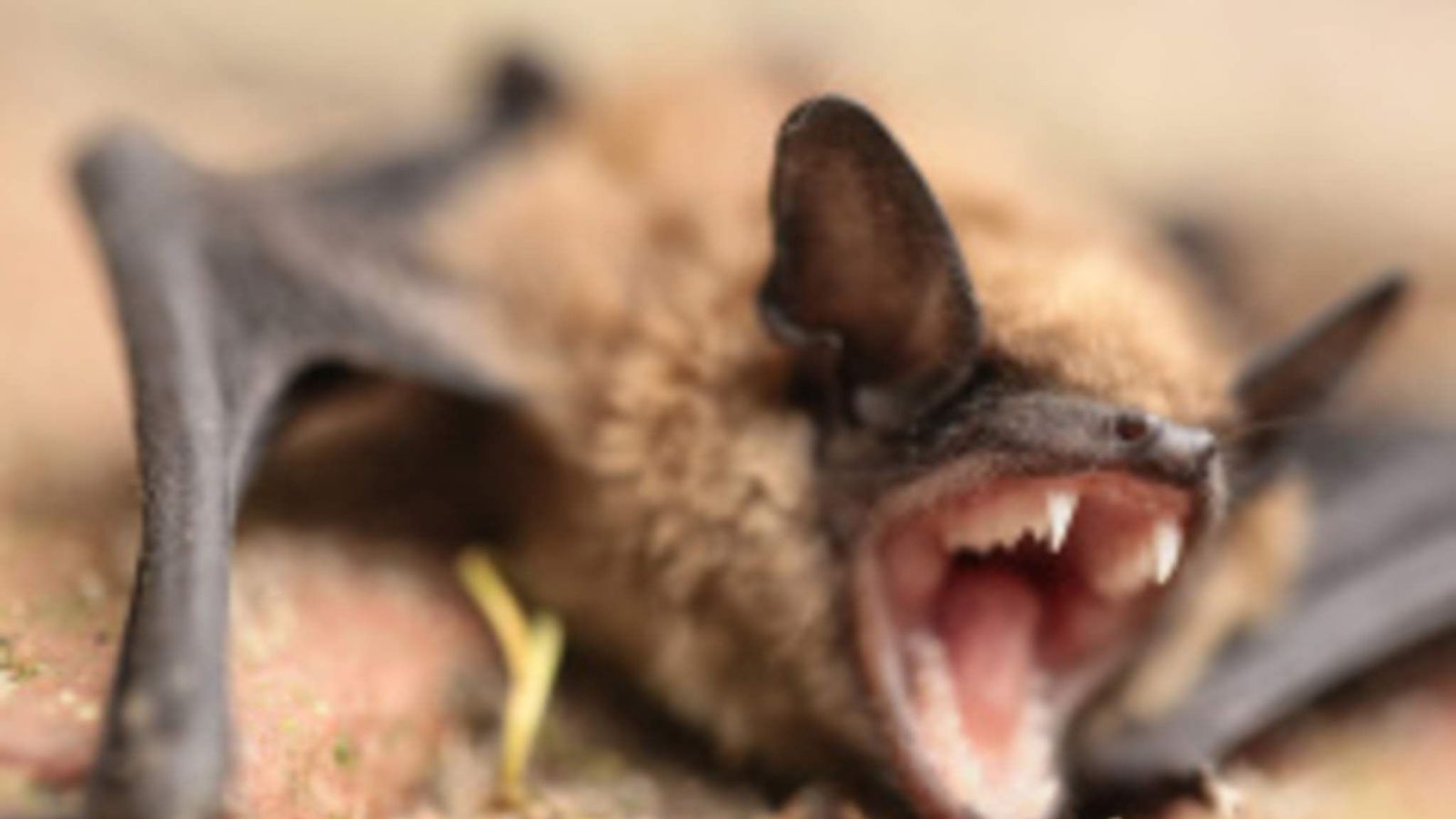 Bat Invasion Forces Closure Of Texas Hospital Scoop News Sky News
