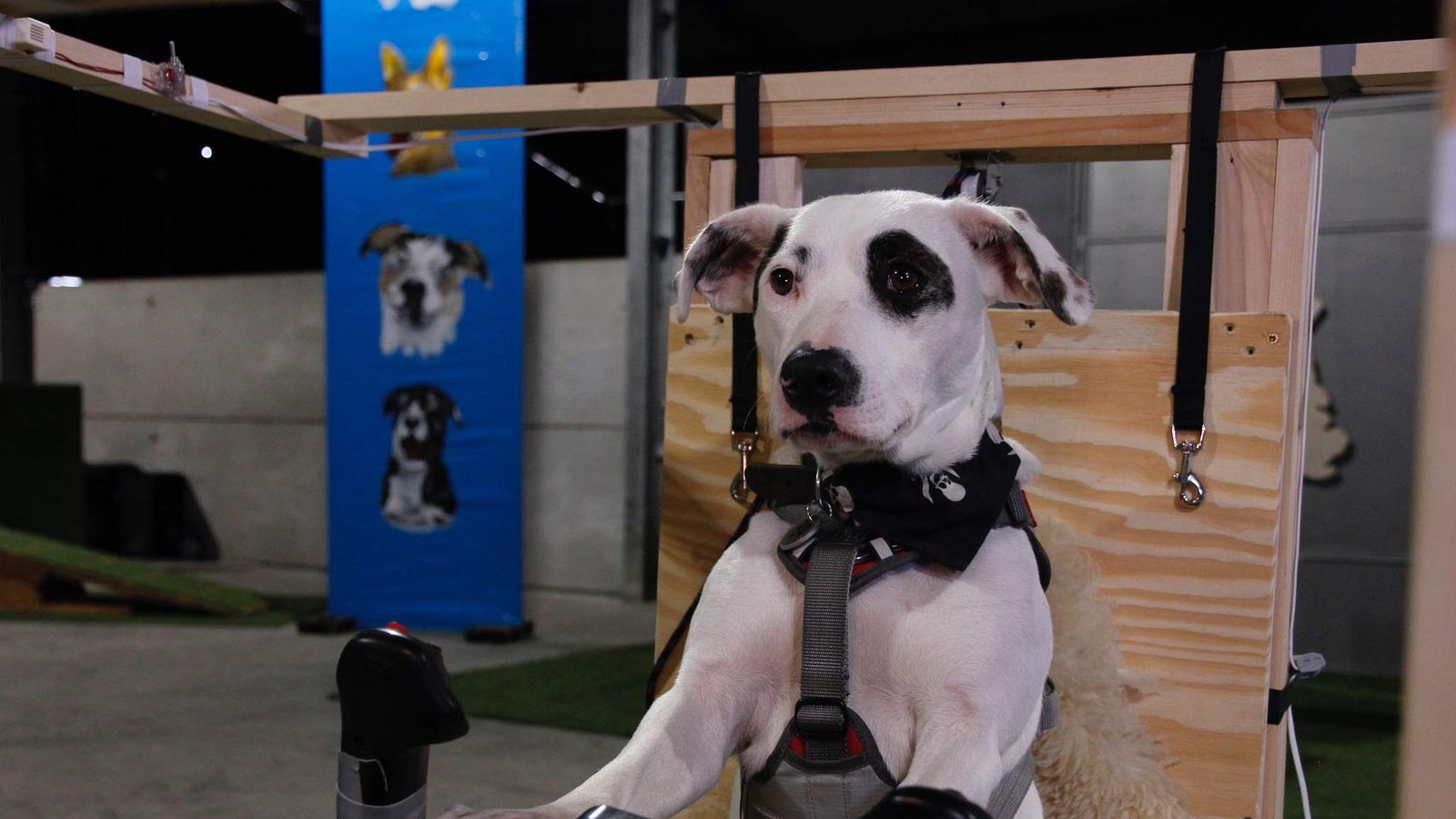 Can Dogs Fly? TV Show Sends Pooches To The Sky UK News Sky News