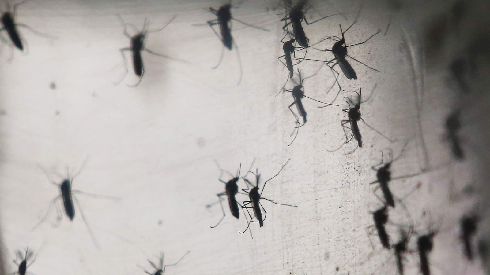 Zika: Which European Countries Are At Risk? | World News | Sky News