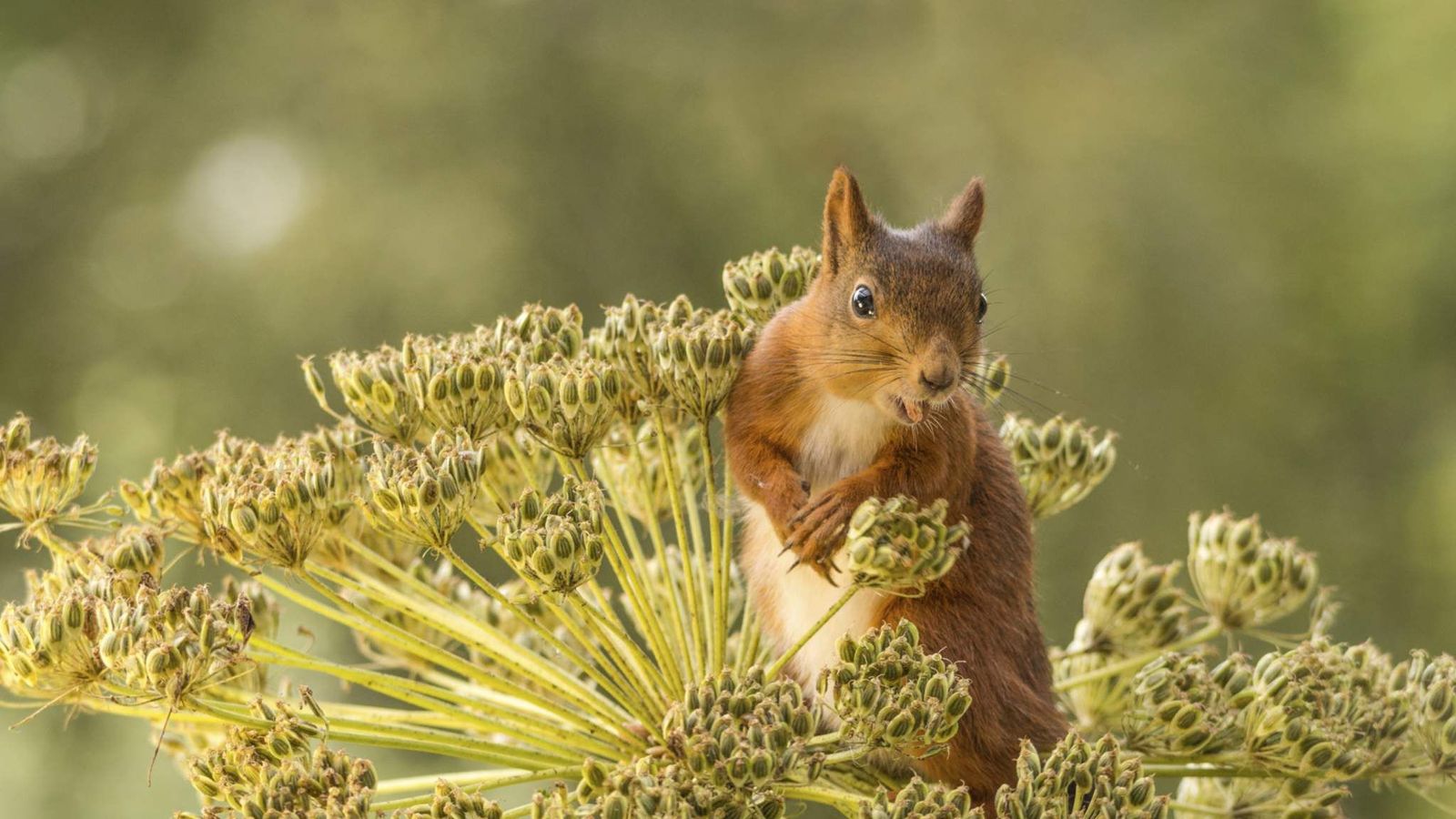 Squirrels store their nuts similar to how humans organise their
