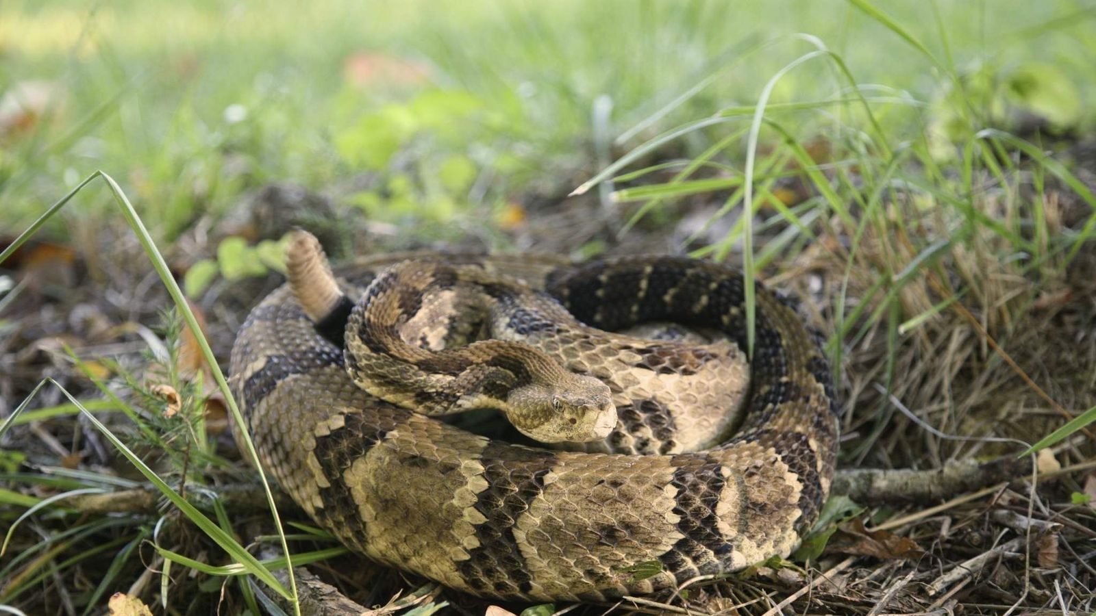 Rattlesnake Island Plans Spark Escape Fears US News Sky News