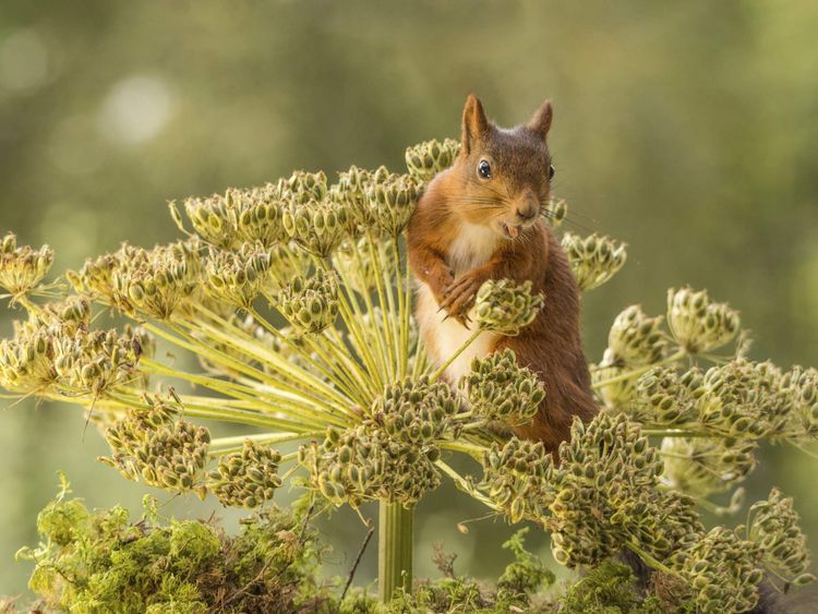 A red squirrel on top of a hogweed plant