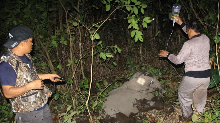 Indonesian veterinary workers treating a sick elephant calf after its leg became entangled at the Balairaja wildlife sanctuary in Bengkalis