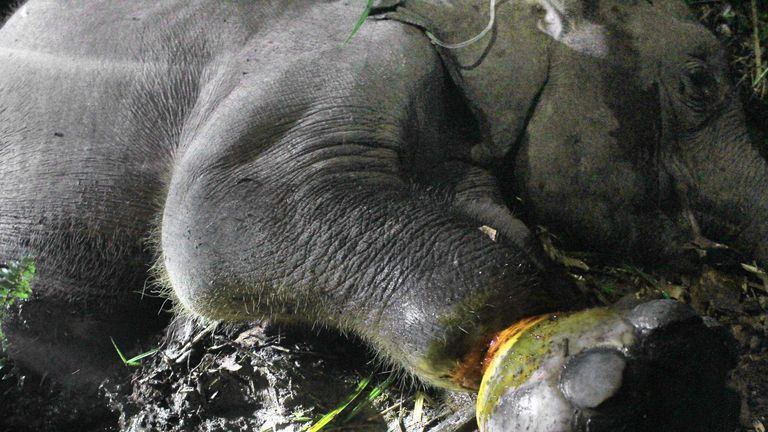a sick elephant calf after its leg became entangled at the Balairaja wildlife sanctuary in Bengkalis, Riau province