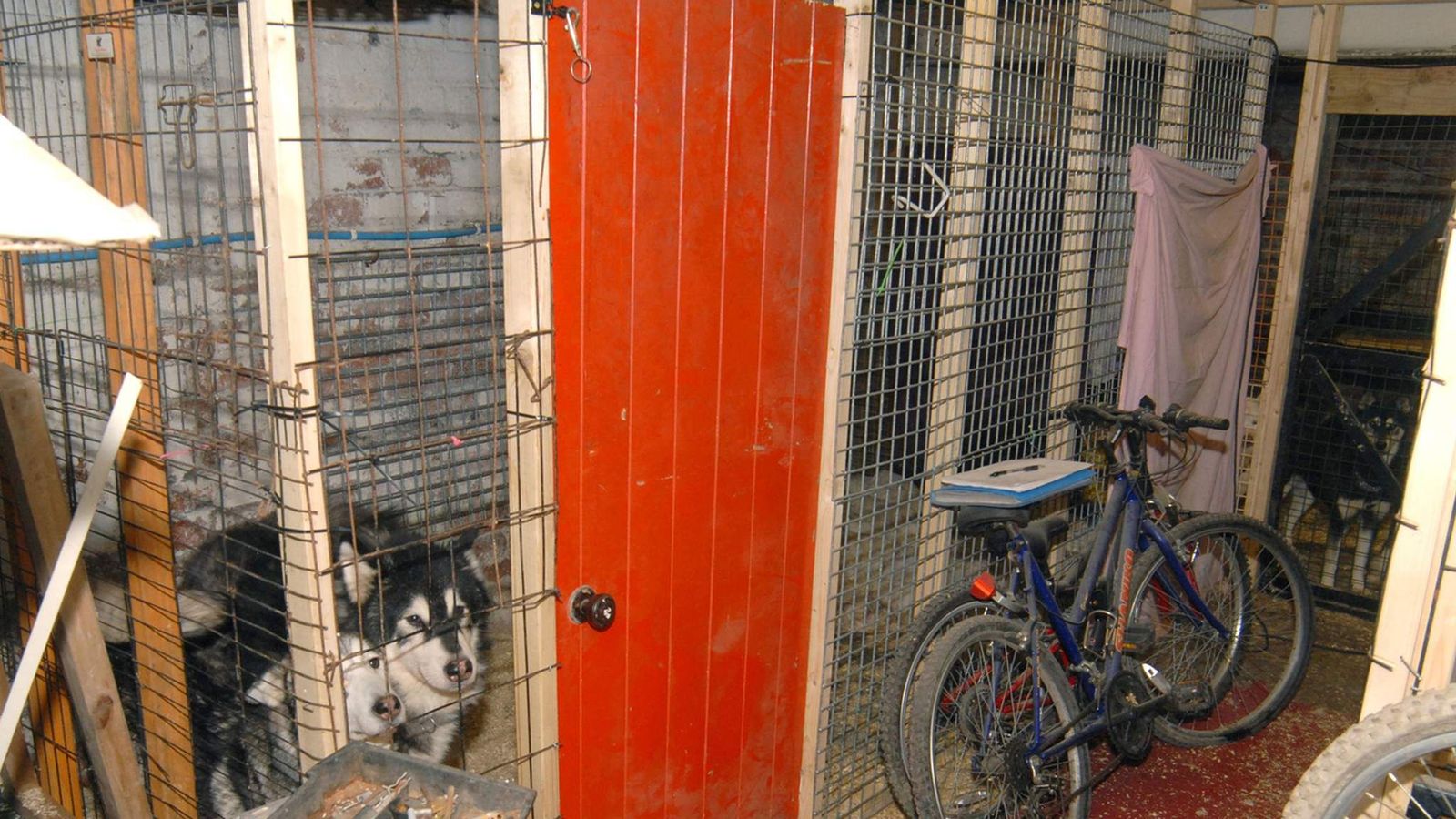 Vet Locked Dogs In 'Dungeon' At Surgery UK News Sky News