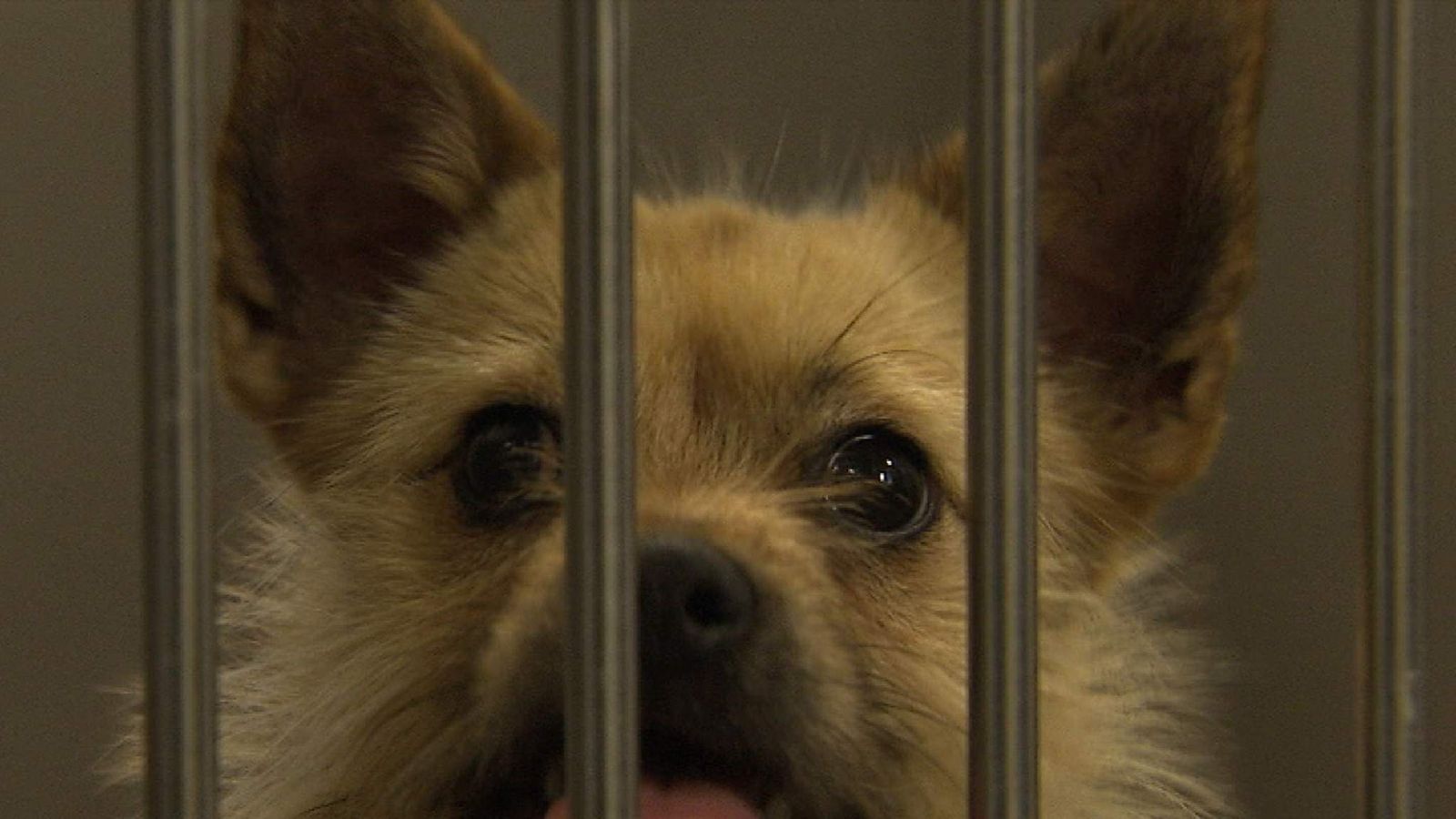 Mandatory Microchip Law 'To Boost Dog Welfare' UK News Sky News