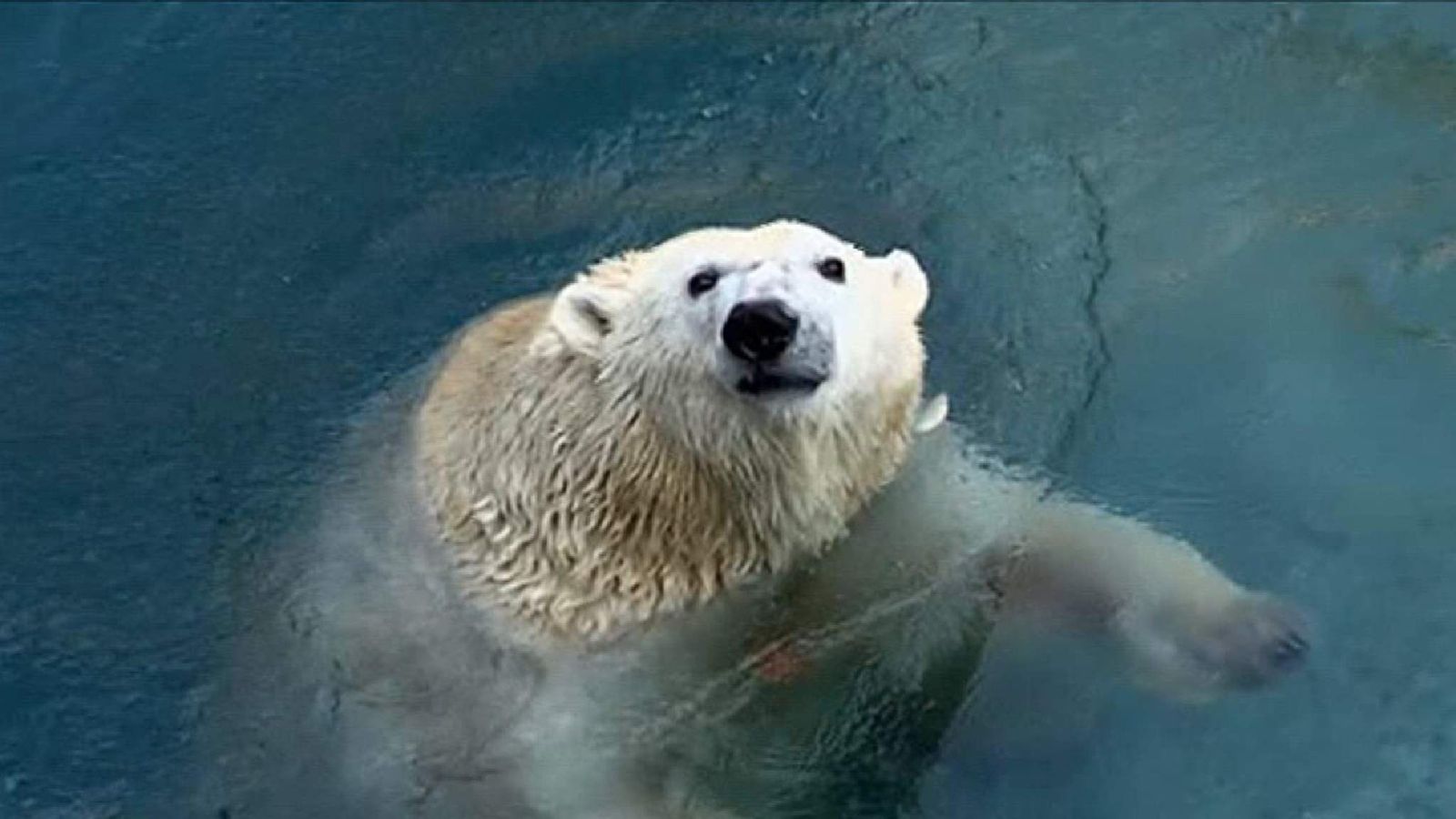 Polar Bears Spark Scare After Escaping Zoo Pen US News Sky News