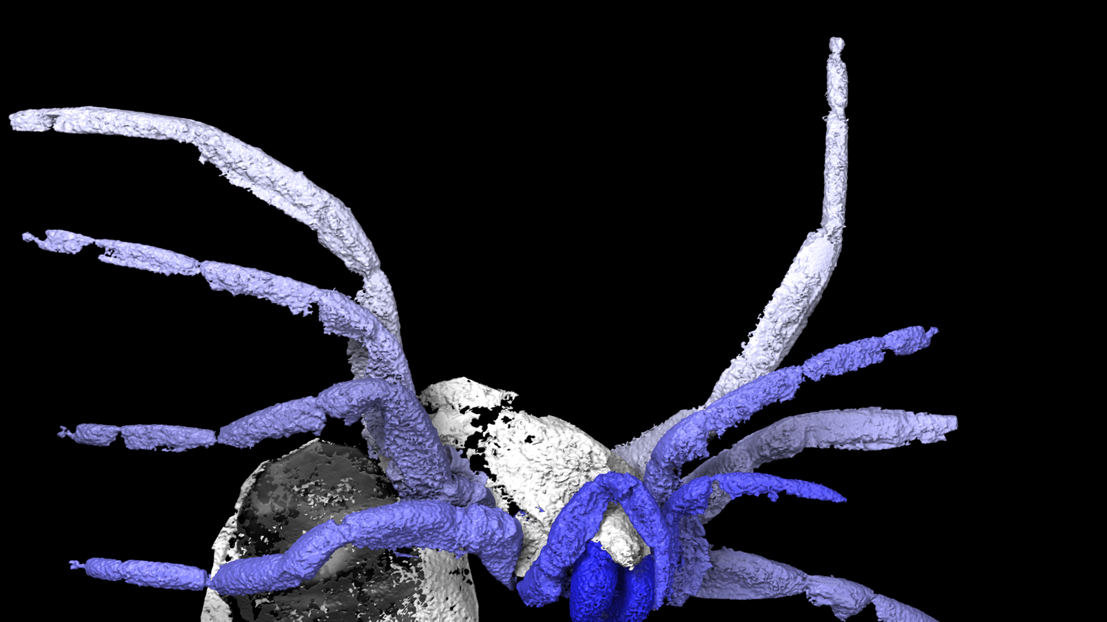 Fossil Gives Glimpse Into Spider Evolution UK News Sky News