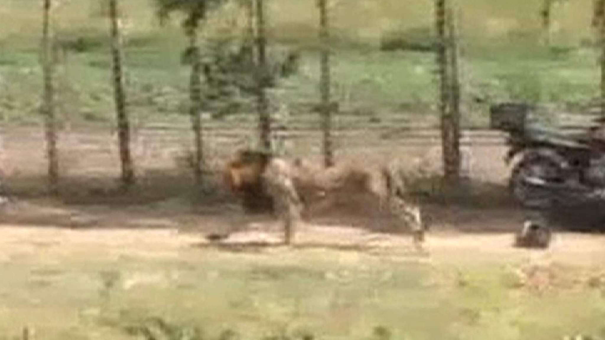 Stray Lion Shot Dead After Attacking Man | World News | Sky News